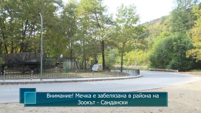 Внимание! Мечка е забелязана в района на Зоокът - Сандански
