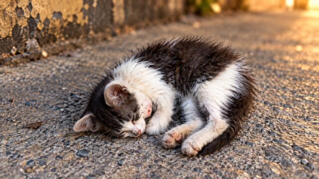 This Poor Kitten Was All Alone… A Little Food Changed Her Day.😿❤️