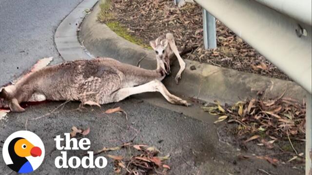 Rescuer Stops For Kangaroo And Finds Her Baby Still By Her Side | The Dodo