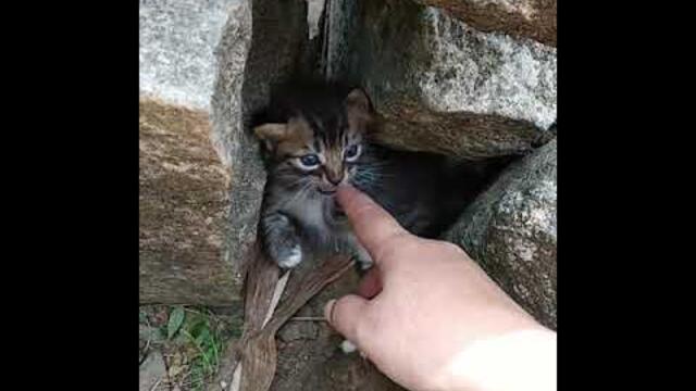 Kitten liar galak, kocheng galak