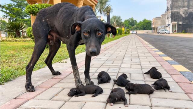 She Was Easy To Ignore… Until We Saw The Babies Beside Her