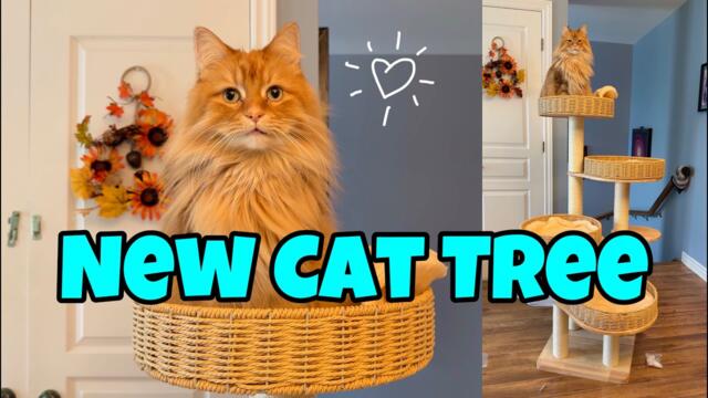 Unboxing And Building A New Cat Tree