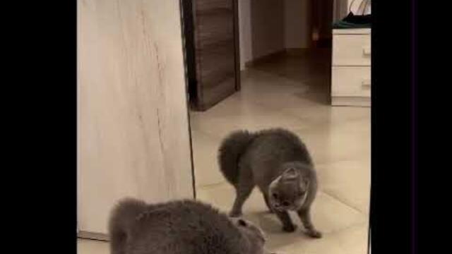 Cat hisses at his reflection in the mirror sounding like Donald Duck 🤣