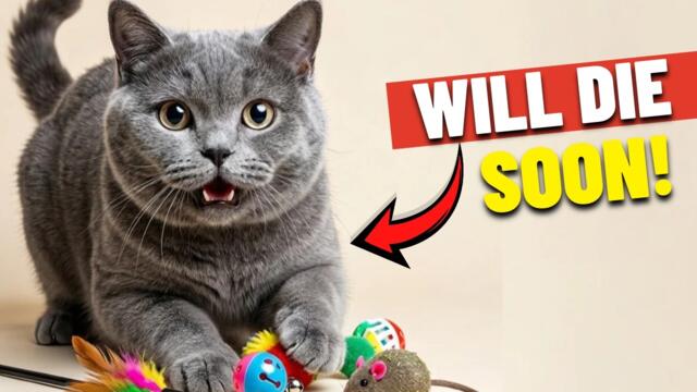 Most Cats Do THIS Before They Die!💔(Please don’t overlook this)