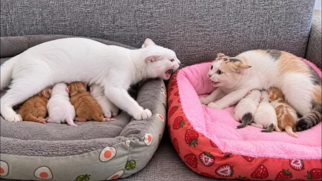 Two Mother Cats Meet For The First Time—Will They Share The Care Of Each Other's Kittens?