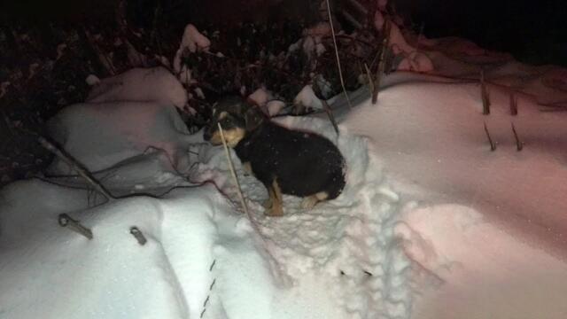 -8 °C, abandoned puppy aloned and sadness in heavy snowing at midnight, shaking in frozen and fear!