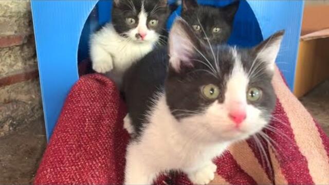 Homeless timid kittens no longer afraid of me