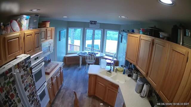 Cat Pushes Pizza Box and Cookie Jar Off Kitchen Counter
