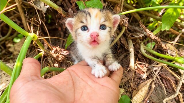 They Called Him An Ugly Kitten… A Girl Called Him Love.