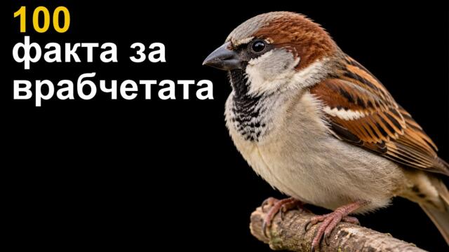 Врабчето: Един съдбоносен съюз, който се разпада пред очите ни