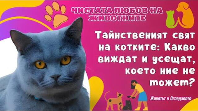 Тайнственият свят на котките: Какво виждат и усещат, което ние не можем? 🐱🐾