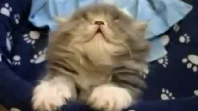 КОТЕ смях до сълзи