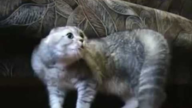 Супер смях - Ядосани котки