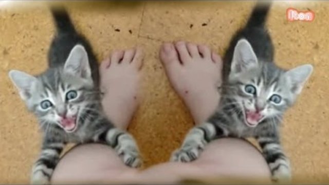 Забавни котешки истории - Funny Cats Stories