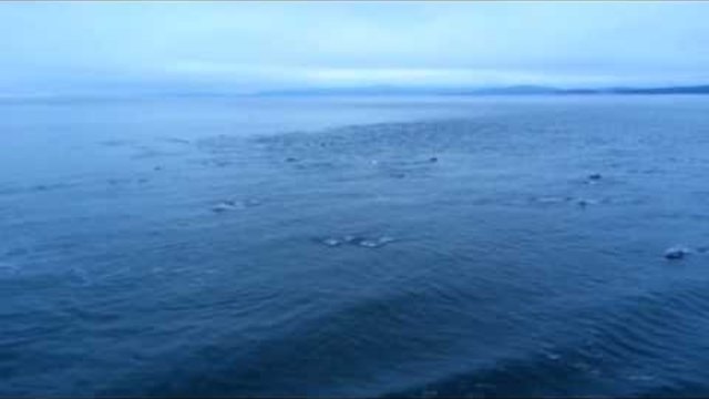 Рядък природен феномен: Заснеха стадо от 1000 делфини