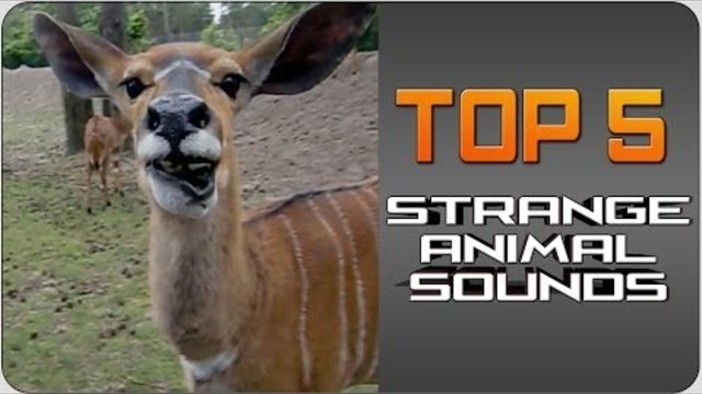 #Top5 Strange Animal Sounds | JukinVideo Top Five