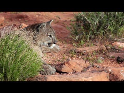 America The Wild: Mountain Lion vs. Bighorn