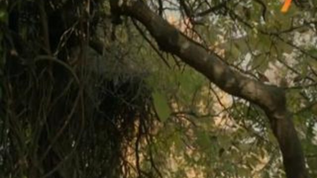 Дървото на Живота - Сезон 2/Епизод 9 - Част 1