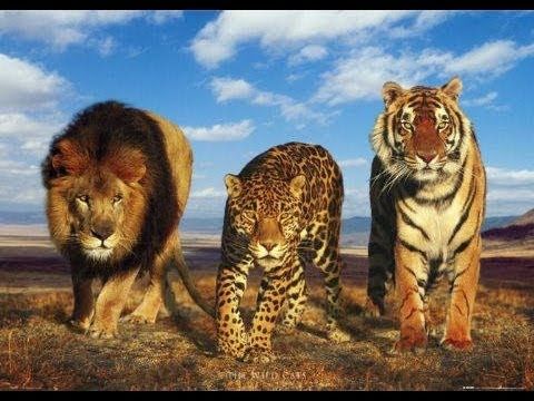 National Geographic - Дивите котки [HD Документален