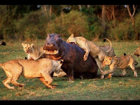 National Geographic - The Pack Lions [HD Documentary]