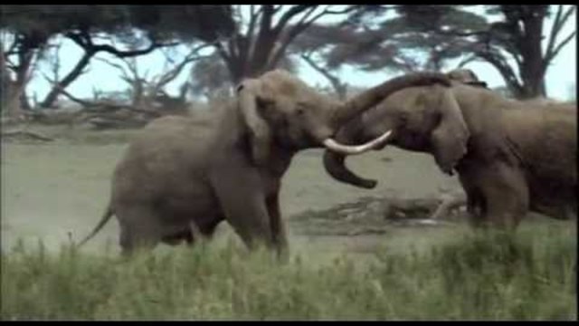 The Elephant Documentary