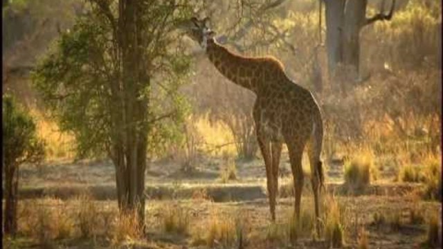 NatureShock - Lion vs. Giraffe