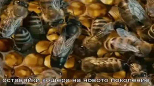 Повече от мед - част 1