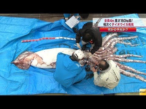 Този път няма Photoshop. Рибар улови брутално чудовище (ВИДЕО)