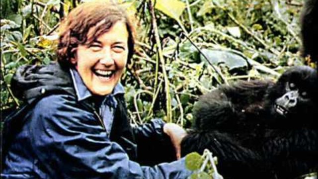 Даян Фоси (Dian Fossey)  - Даян Фоси и горилите