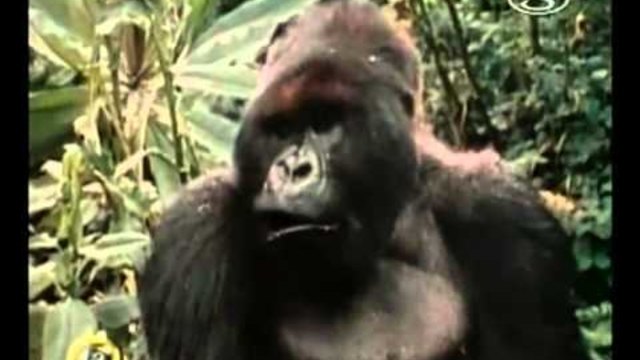 Даян Фоси (Dian Fossey) - В памет на Даян Фоси с любов.