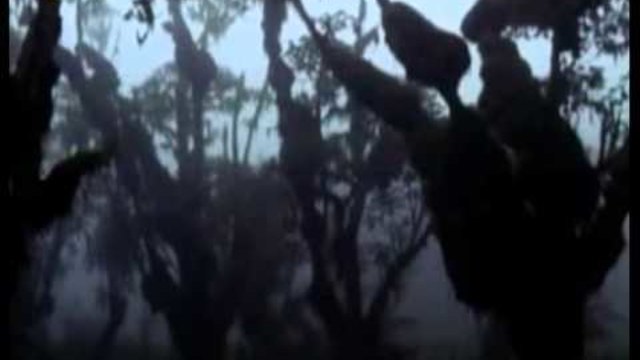 The Lost Film of Dian Fossey DOCUMENTARY (2002)