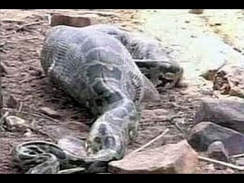 Не е за вярване! Питон глътна цял елен (ВИДЕО)