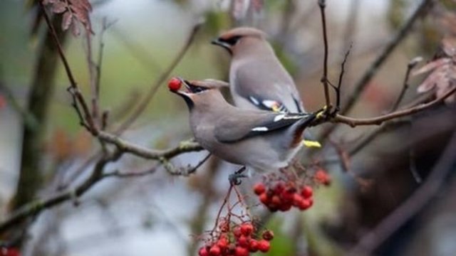Това гарантирано ще ви оправи настроението (ВИДЕО)