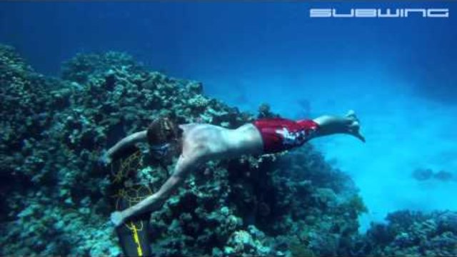 Да плуваш заедно с делфините (ВИДЕО)