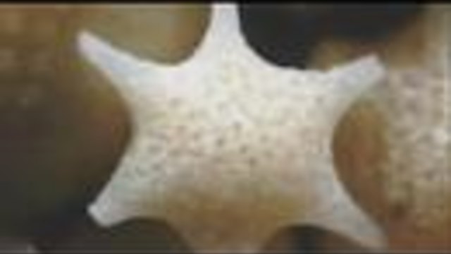 Няма да познаете какво всъщност е това! (ВИДЕО)