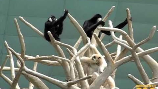 Duet of &quot;Singing&quot; Gibbons at Brookfield Zoo