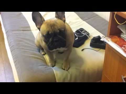 Това куче издава извънземни звуци, които ще ви изумят (ВИДЕО)