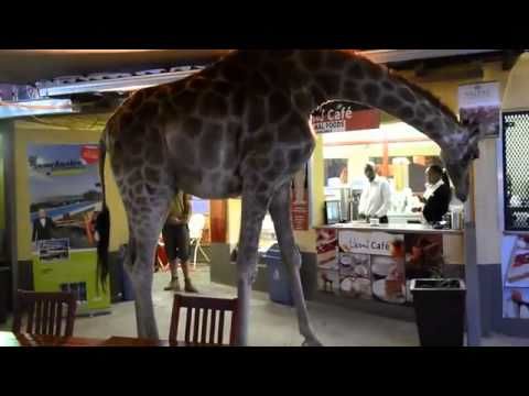 Няма да повярвате какво се разхожда из този бар (ВИДЕО)