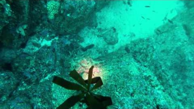 Вижте как хитър октопод се крие от нагъл водолаз (видео)