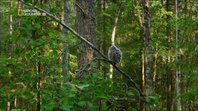 National Geographic - Дивият Север - Възродени