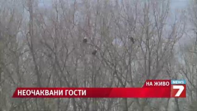 Завод в Мичиган стана зоопарк за птици