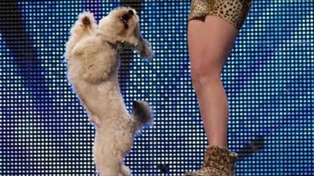 Ashleigh and Pudsey - Britain's Got Talent