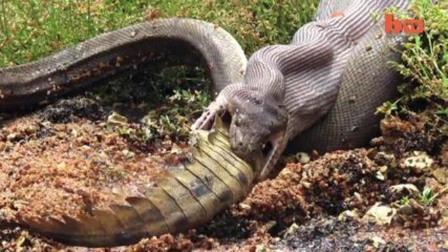 Змия погълна огромен крокодил