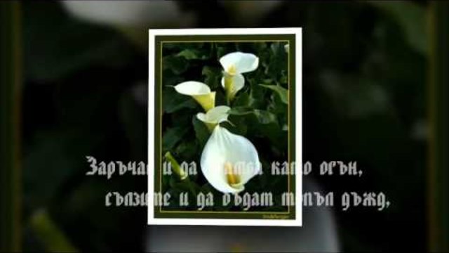 --  ЧЕСТИТ 8 МАРТ  !  --