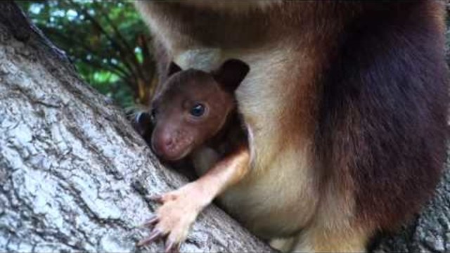 Дървесно бебе кенгуру дебютира в зоопарк Таронга Сидни