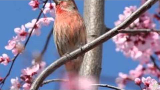 Пролетта идва с Нежна Музика !The Spring Symphony Music