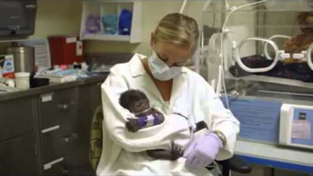 Baby Gorilla Treated for Pneumonia at the San Diego Zoo Safari Park