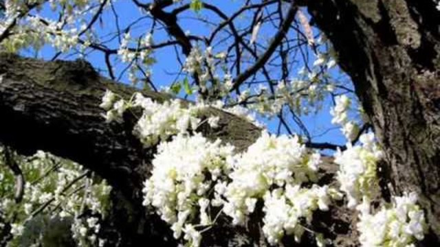 Честита Първа Пролет(20.03.2014) - Настъпване на пролетното равноденствие