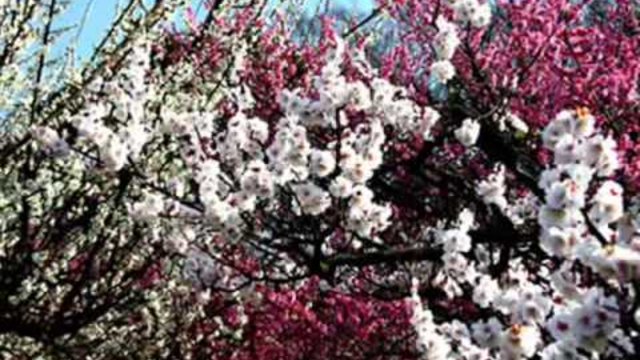 Първа пролет(20.03.2014) - Информация за празника(Videoclip.Bg)