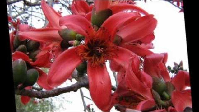 Пролет - Петя Дубарова (Честита Първа Пролет 2014)